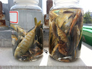 . じゃこ(ブリの稚魚)も多数採集できました(画像)。