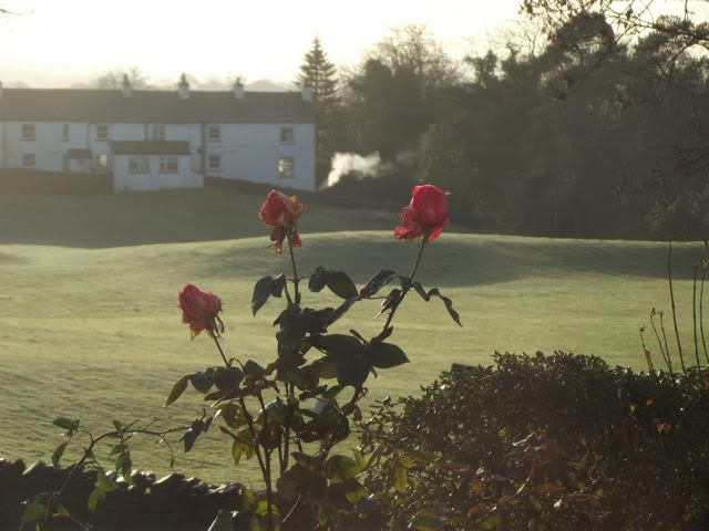 Roses in bloom at Christmas