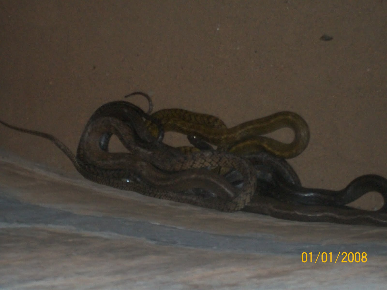 Travel Through Kerala Snake Park in Kannur 2 Kms from NH17