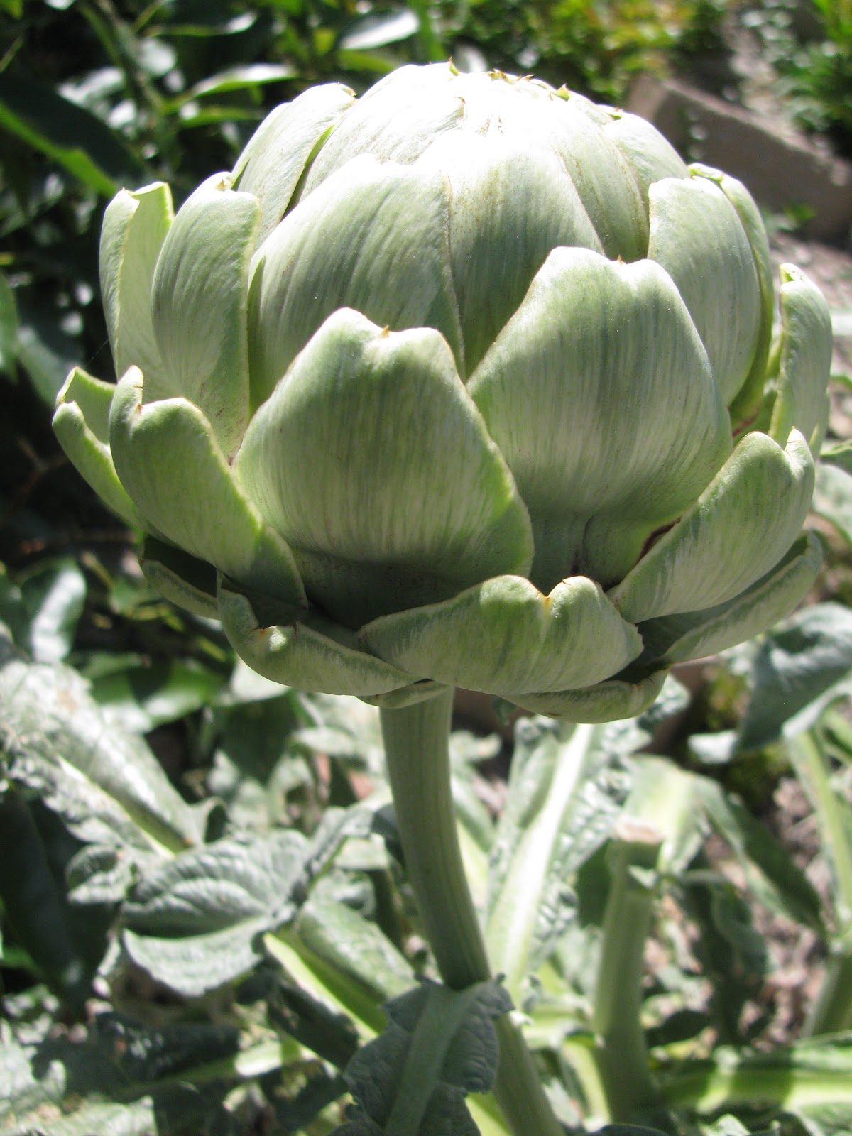 Landmark Real Estate Solutions Growing in California Artichokes