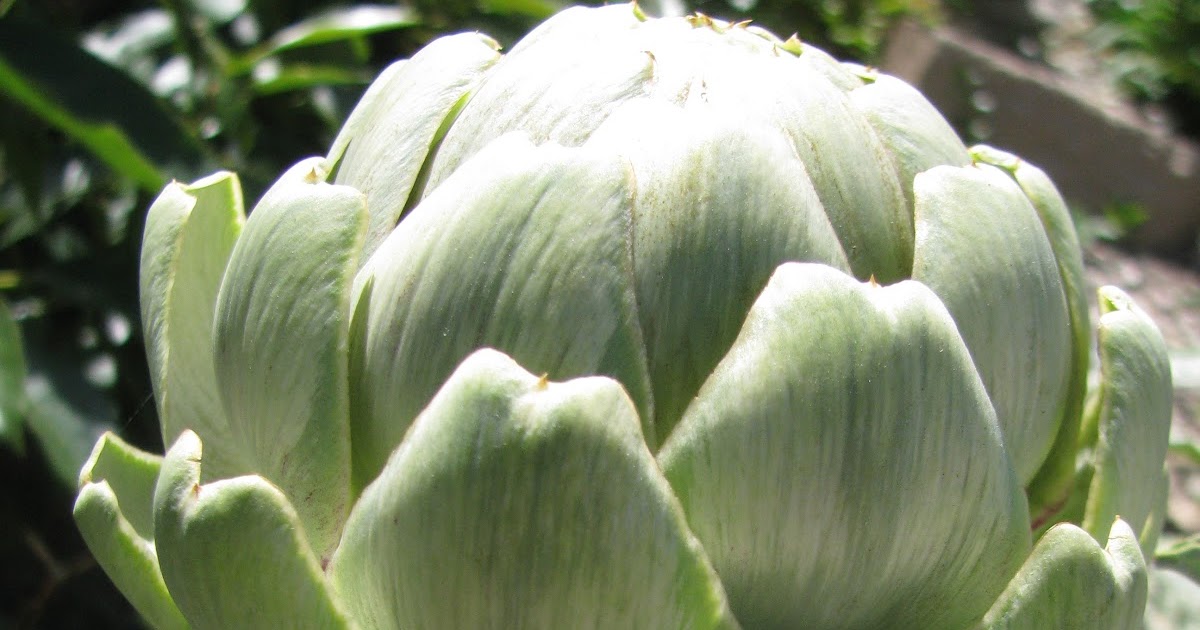 Landmark Real Estate Solutions Growing in California Artichokes