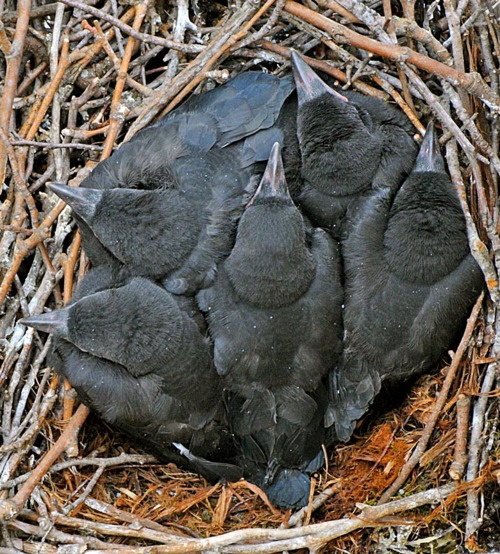 Primitive Witch Banners and Buttons: American Crow