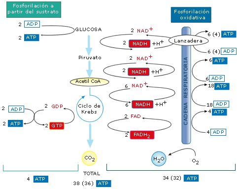 Glucolisis proceso catabolico o anabolico