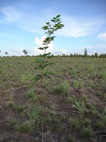 Native tree planting