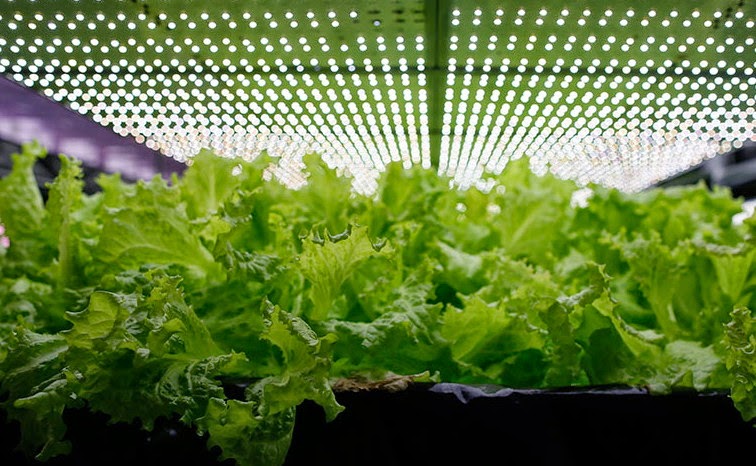 Tentukan Jenis Lampu Yang Sesuai Untuk Berkebun Hidroponik Hidrafarm