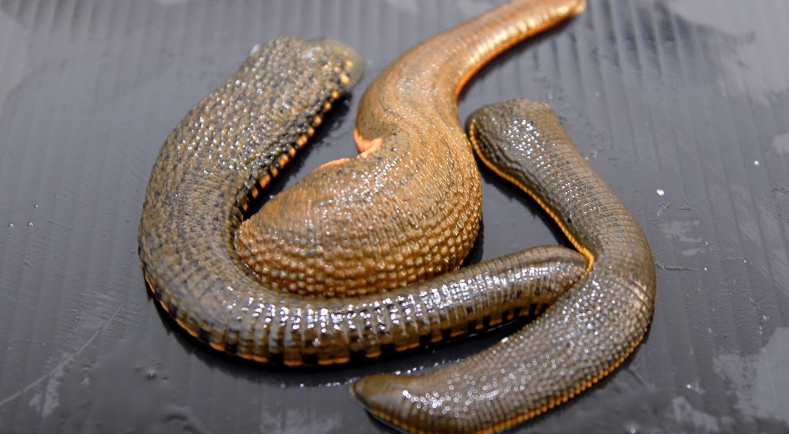 Leeches How leeches live their daily life?