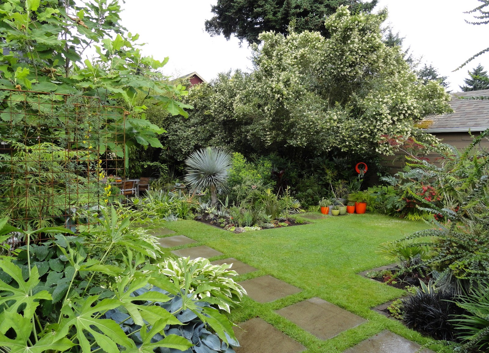 Shoreline Area News Name That Flower It Wasn T A Flower