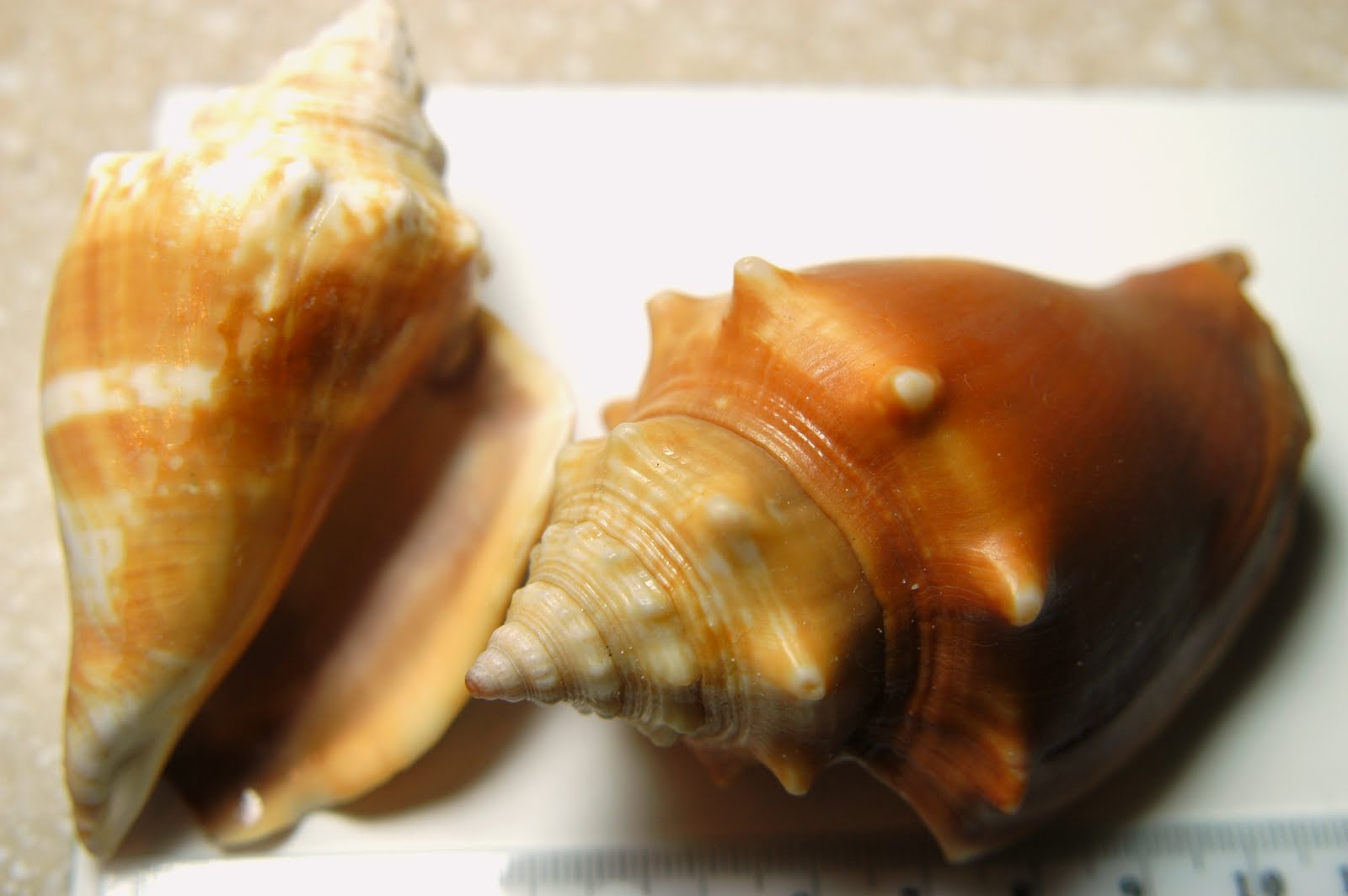 Musings from a North Carolina Sheller Atlantic Calico Scallop and