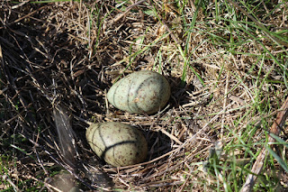 Кладка большого кроншнепа