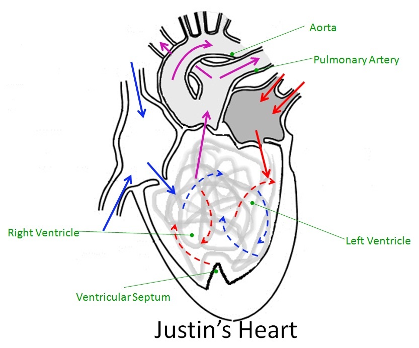 Heart Pathway Diagram