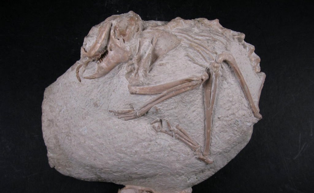 Variety of Life Glires