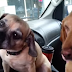 Δύο σκύλοι, ένα παγωτό. Ποιος θα το πάρει; (βίντεο)