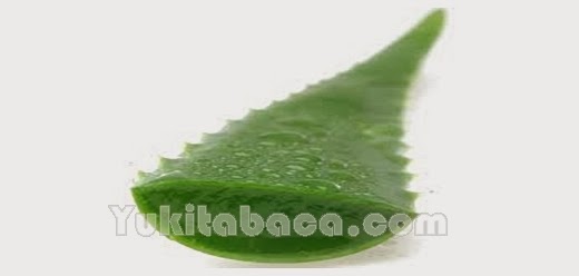 Lidah Buaya Mengatasi jerawat dengan lidah buaya