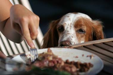 finishing meal plate floor dogs eat pets eat dishes eat finishing meal plate floor dogs eat pets eat dishes eat