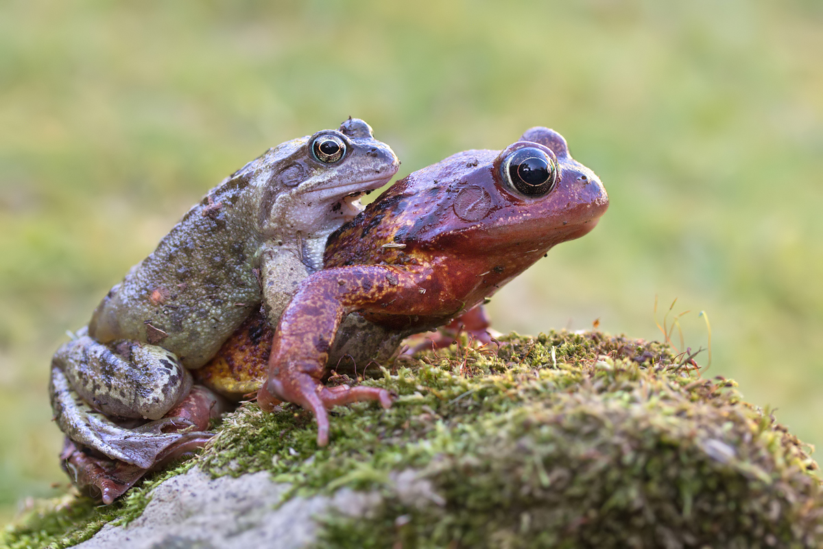 This mating pair of Common Frogs (Rana temporaria) were recently found in.....