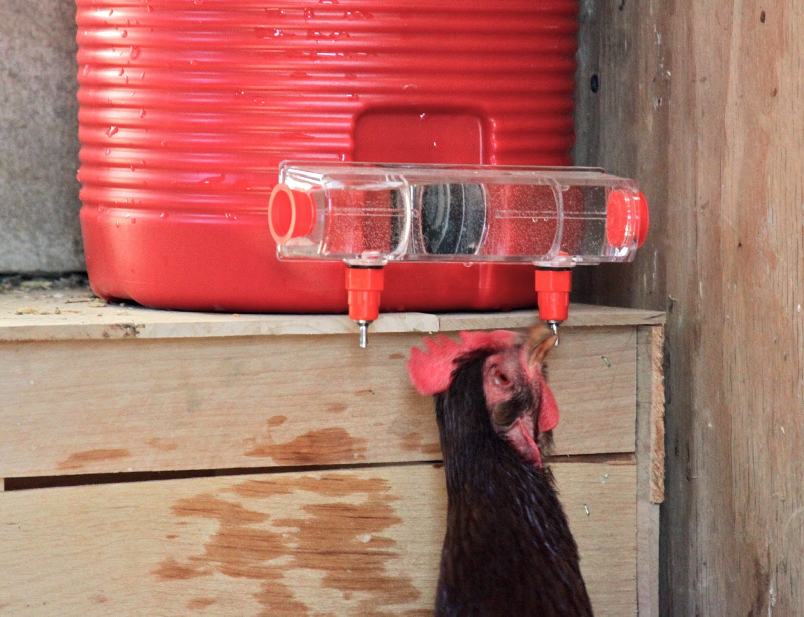 Homestead Revival Brite Tap Chicken Waterer