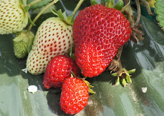 Strawwberries in Field