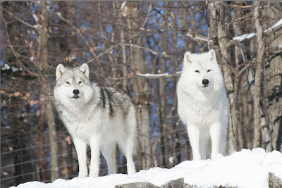 Beautiful Wallpapers: Beautiful Wolf Wallpapers