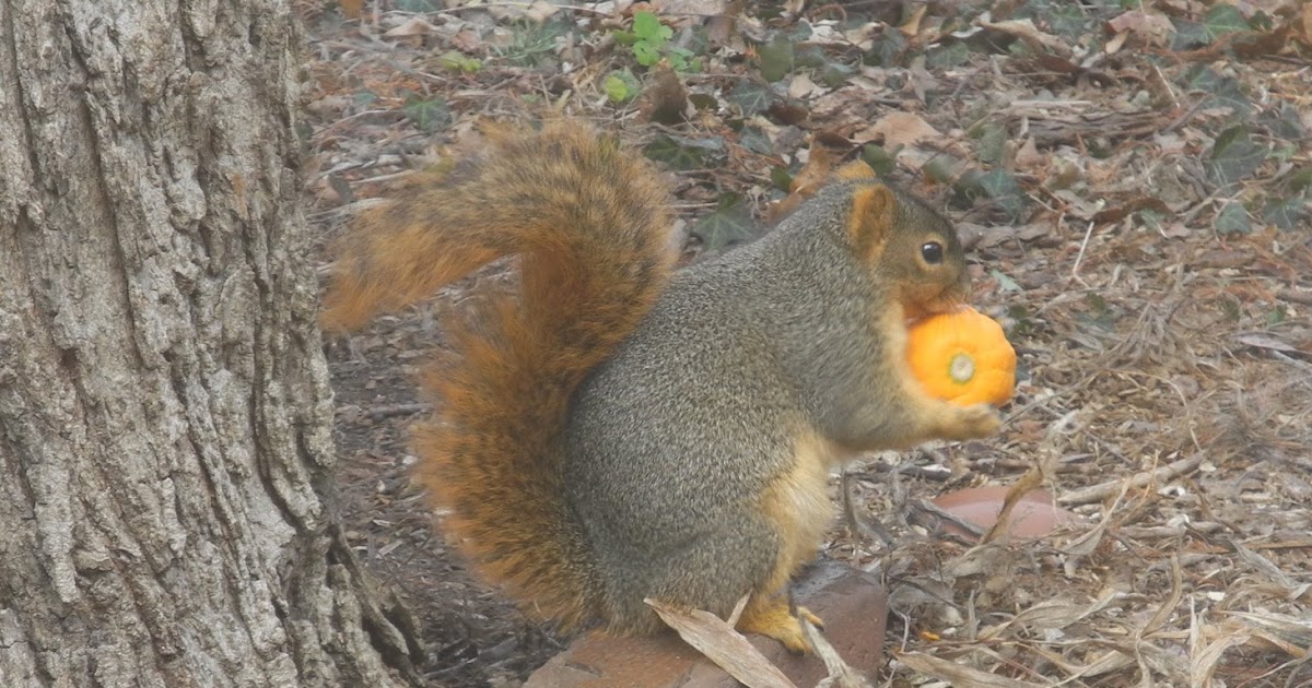The Phytophactor Fox squirrel