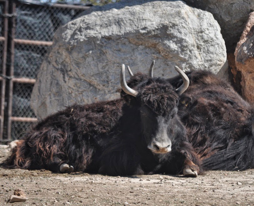 ZOOTOGRAFIANDO (MI COLECCIÓN DE FOTOS DE ANIMALES): YAK / YAK (Bos