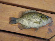 After failing to score our target fish on the Connecticut River we decided .