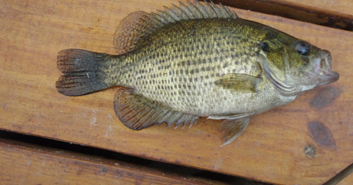 CatchMAll What's that your listening to? Listen closely and Dance