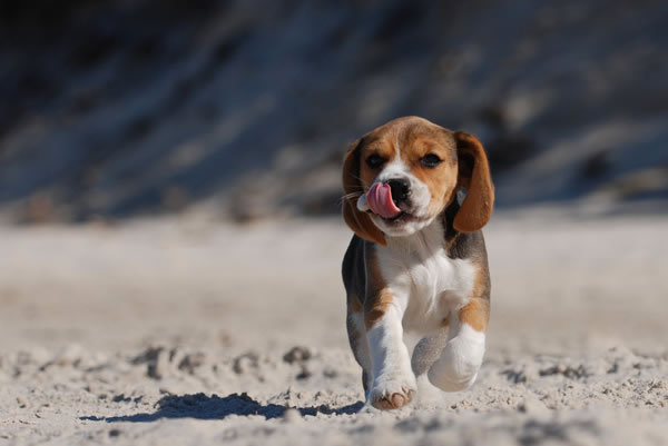 Beagle Puppy Names