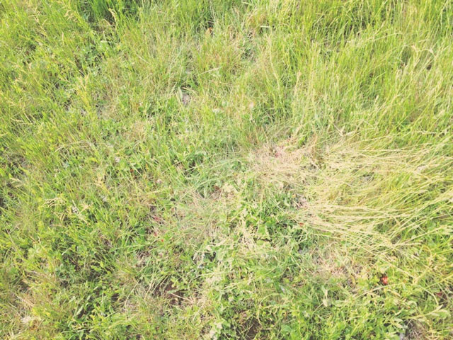deer bed