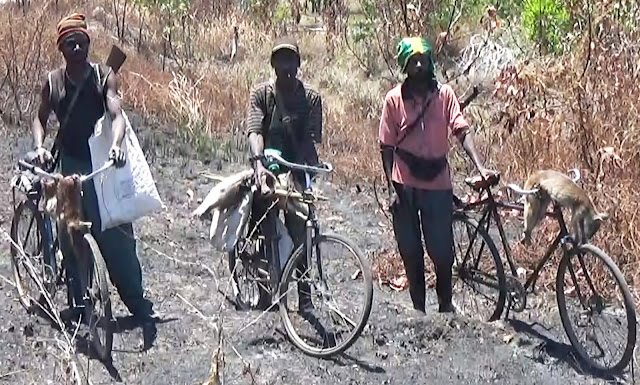 Para pemburu Saham secara tradisional di TN Wasur, Merauke. (Papuakita.com/Abdel Syah)