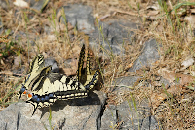 Machaon