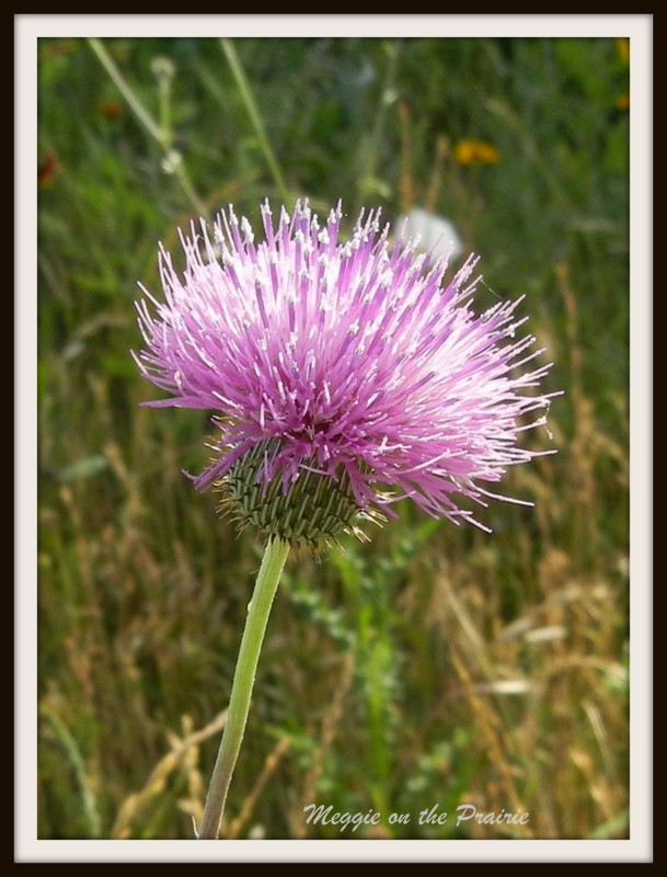 Meggie On The Prairie The Texas Thistle My Favorite Wildflower