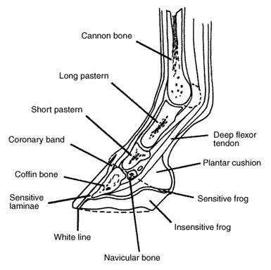 bones of foot. surrounds all those ones