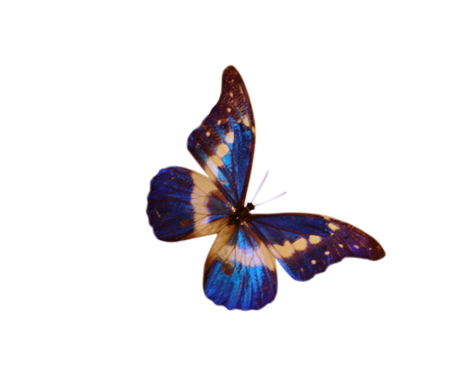 newpngs: butterfly