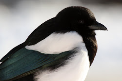 Black-billed Magpie