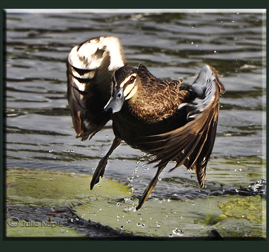 Pacific Black Duck Take Off