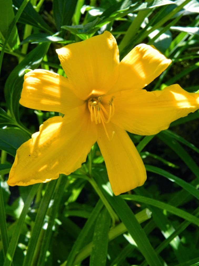 Golden Gate Hemerocallis daylily by garden muses-not another Toronto gardening blog Golden Gate Hemerocallis daylily by garden muses-not another Toronto gardening blog