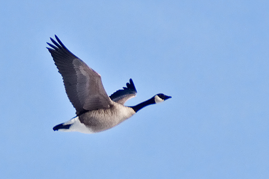Canada Goose Flying