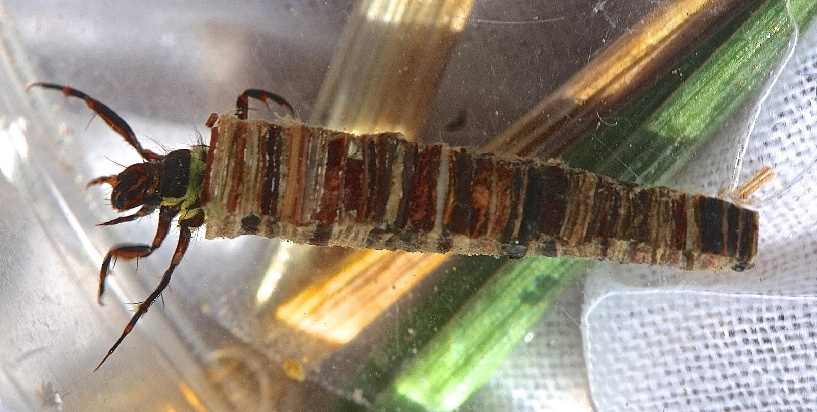 Vermont Fly Fishing Apple Caddis