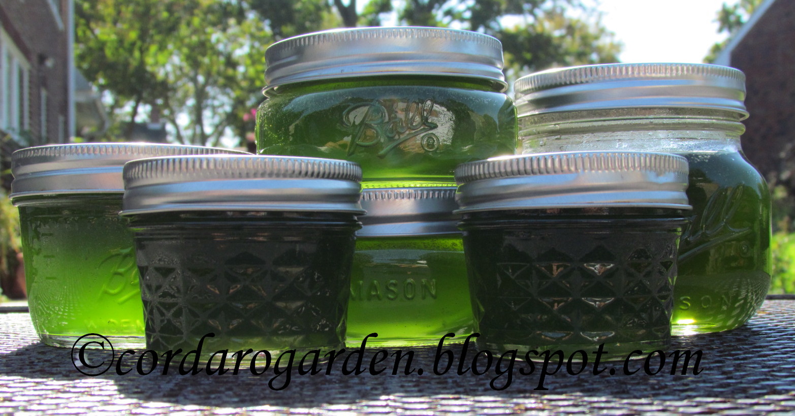 The Gardener of Eden What's else is Canning..............Mint Jelly!