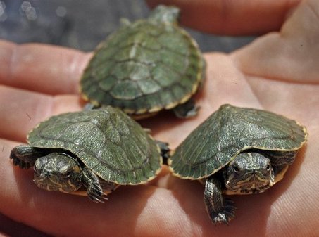 Pet Turtle Breeds