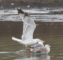 Fly Flatts Yellow Legged Herring Gull