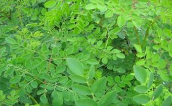 moringa,moringa oleifera,moringa beneficios,cha de moringa,moringa planta,moringa oleifera beneficios,beneficios da moringa,moringa para que serve,arvore da vida,folhas de moringa,moringa oleifera arvore,moringa planta medicinal,o que é moringa