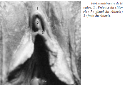 taille du clitoris