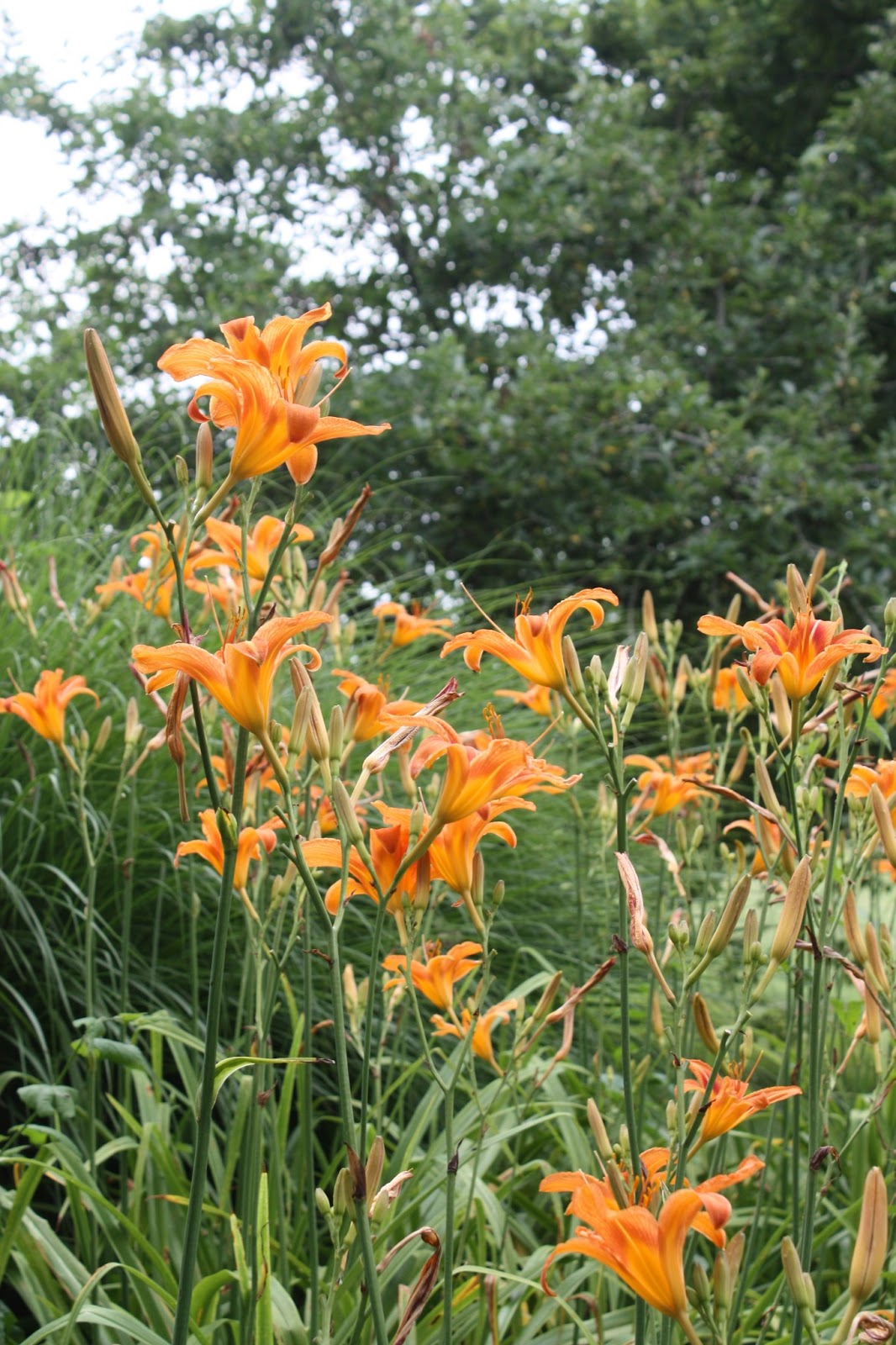 BASIL BECKY..... Gardening from the Heart Don't Ditch The "Ditch Lilies"