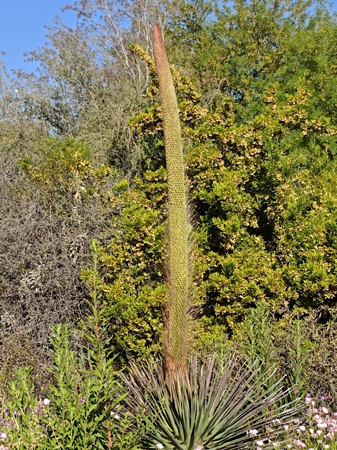 phoenix daily photo the tale of the narrow leaf agave phoenix daily photo the tale of the narrow leaf agave