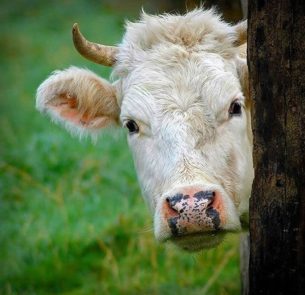 Tolga Gulen Okuzler Ve Aslanlar