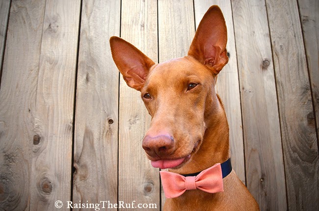 dog bow-tie