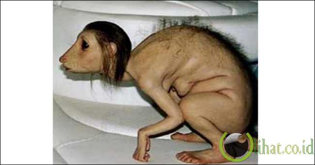 Chuparabra(Puerto Rico) Chuparabra(Puerto Rico)