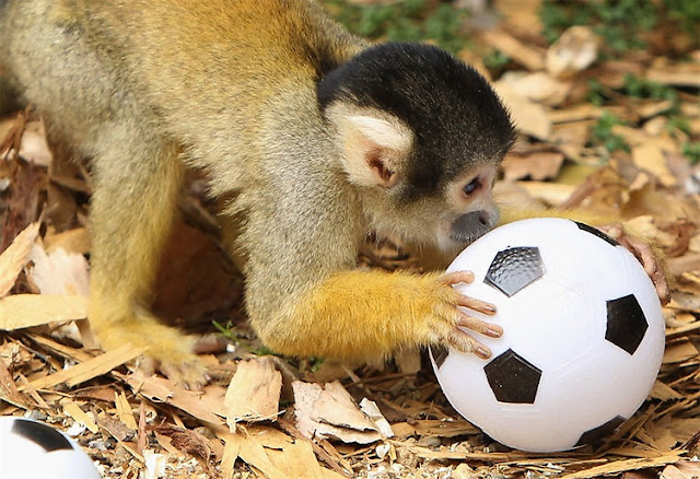 The Bolivian squirrel monkeys playing soccer at London Zoo, cute monkeys, bolivian squirrel monkey