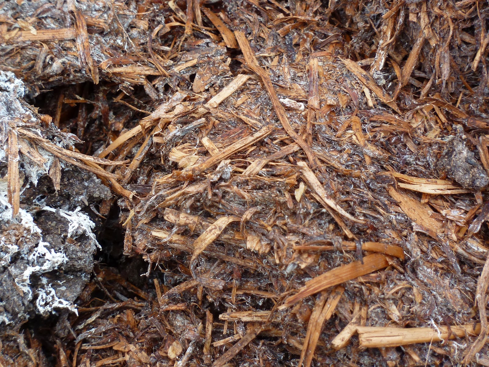 HOW TO GROW MUSHROOMS The Garden of Eaden